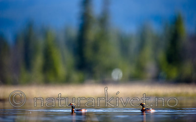 BB 13 0492 / Podiceps auritus / Horndykker